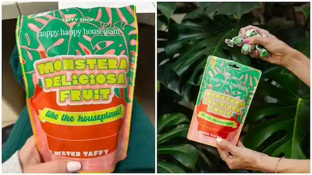 monstera-deliciosa-fruit-salt-water-taffy